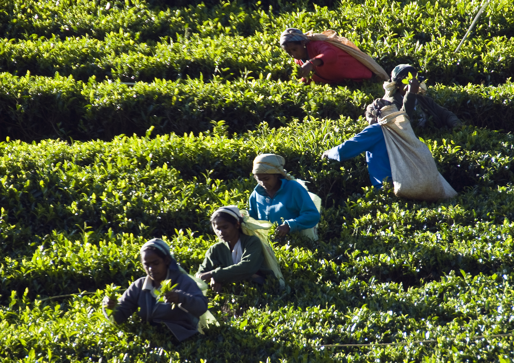 Tea plantation in Sri Lanka