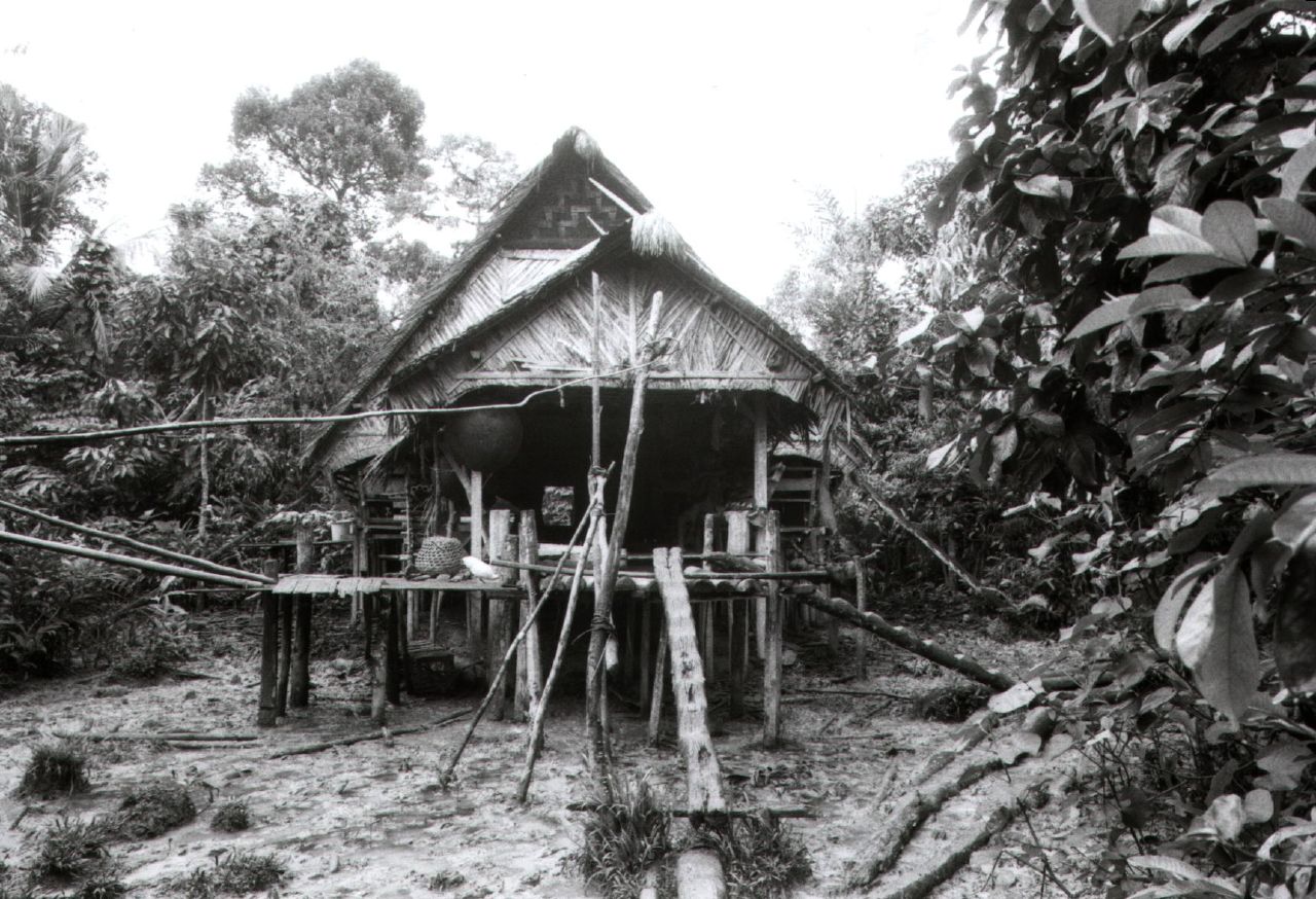 Indonesian jungle